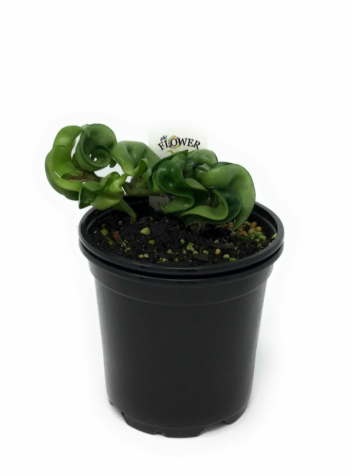 FlowerPotNursery Hindu Rope Hoya Wax Plant Hoya carnosa Hindu Rope 4″ Pot