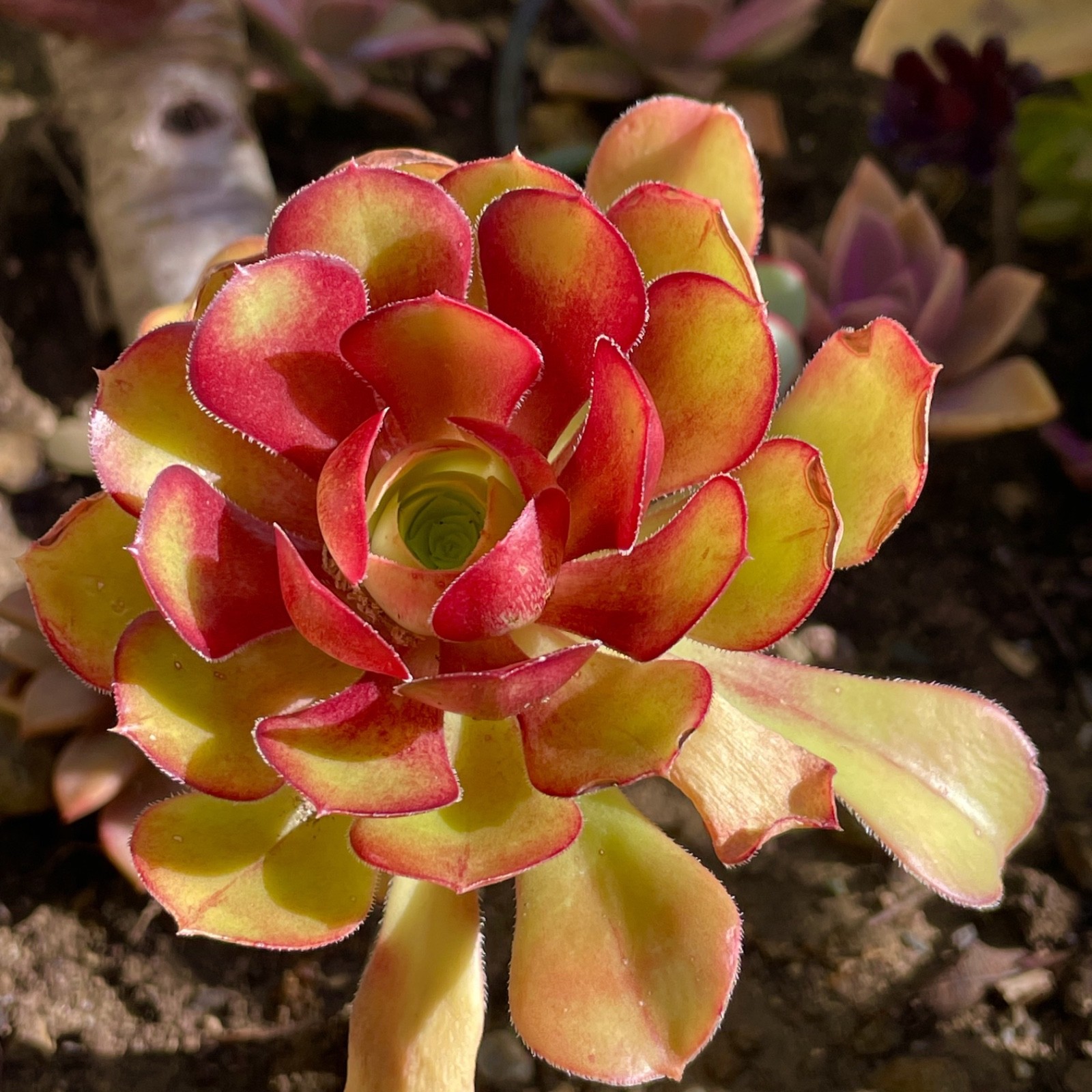Rare Aeonium Blushing Beauty Healthy Live Plant Unrooted Succulent Cutting 3-4″
