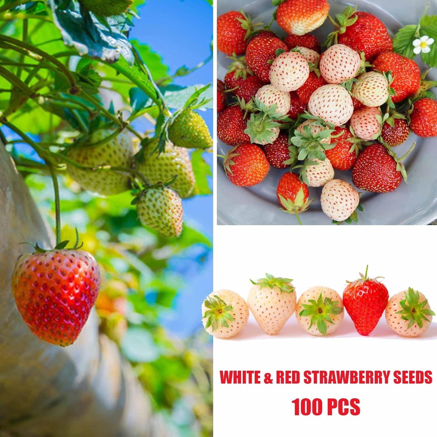 Berry Seeds Variety Pack, 310 Total, Non-GMO Strawberry, Mixed