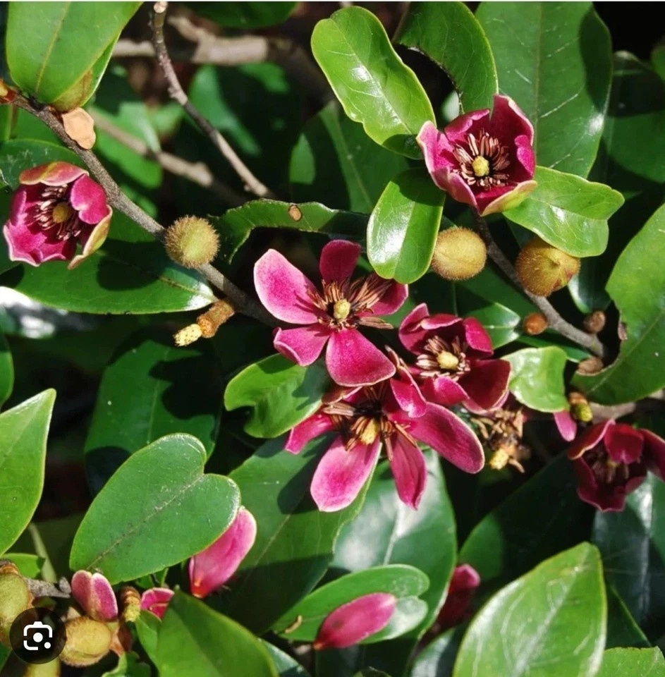 Stellar Ruby~Magnolia Hybrid Tree~SMALL STARTER PLANT-Ruby Banana Scented Blooms