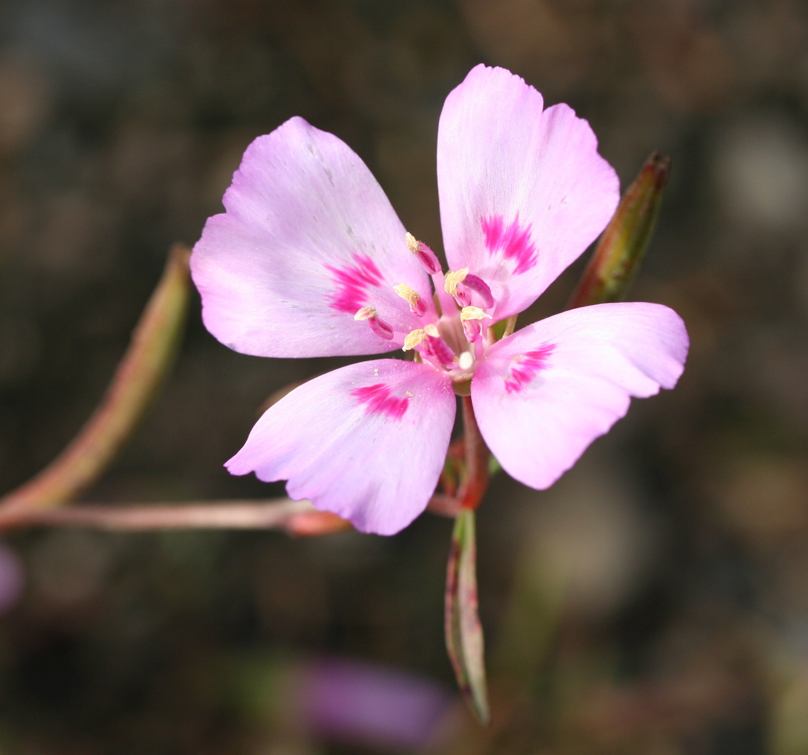 3,000 CLARKIA AMOENA Seeds (Grace Rose Pink Farewell to Spring) | Free shipping