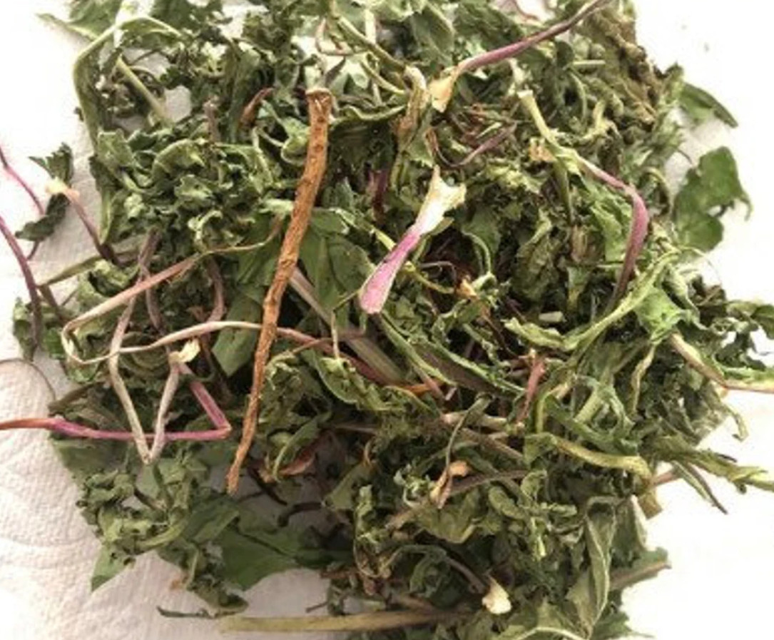 Dandelion Live Plant – 4″ Pot – Edible Medicinal Herb for Garden & Containers