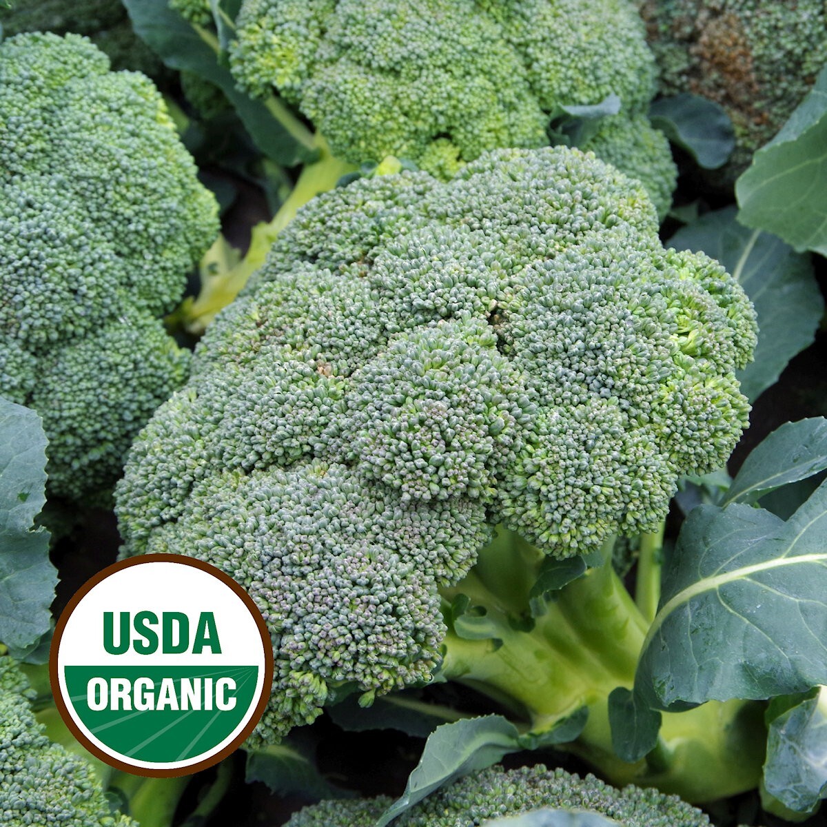 250 Organic Waltham Broccoli Seeds – Everwilde Farms Mylar Seed Packet