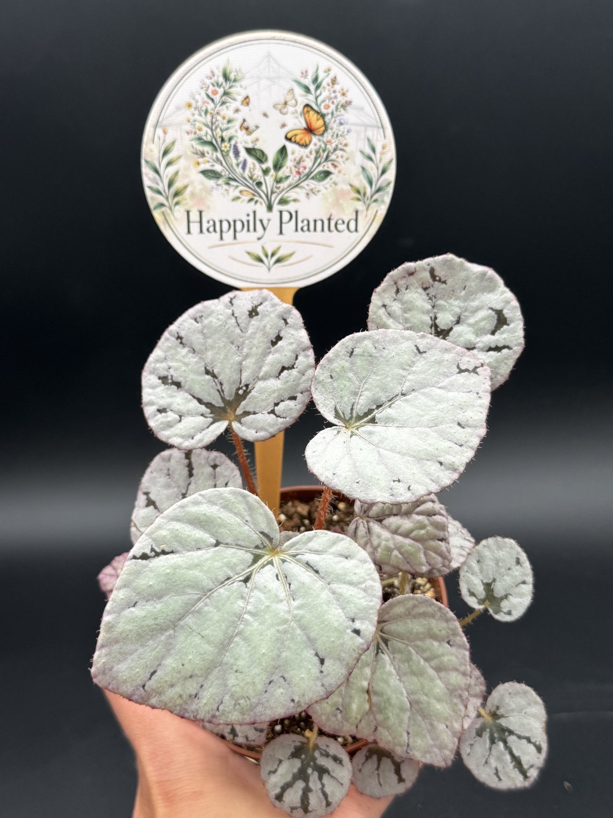 Begonia Silver Dollar- 4″ Pot Live Plant – Free Shipping