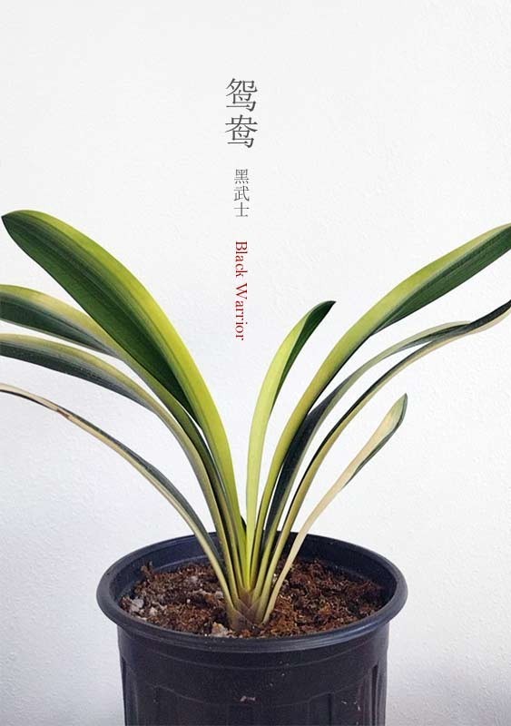 Variegated Clivia 君子兰 彩兰 黑武士 Black Warrior Mandarin Duck with pot