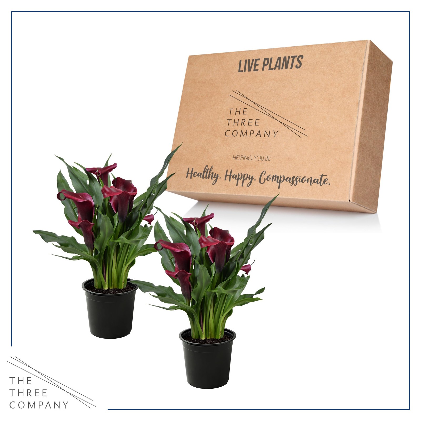 The Three Company Live Flowering Calla Lily 2 Plants Per – Red 3 – – 12