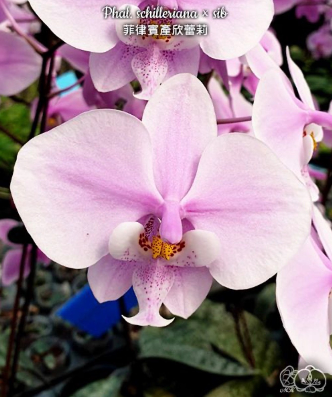 Phalaenopsis schilleriana × sib [Fragrant]