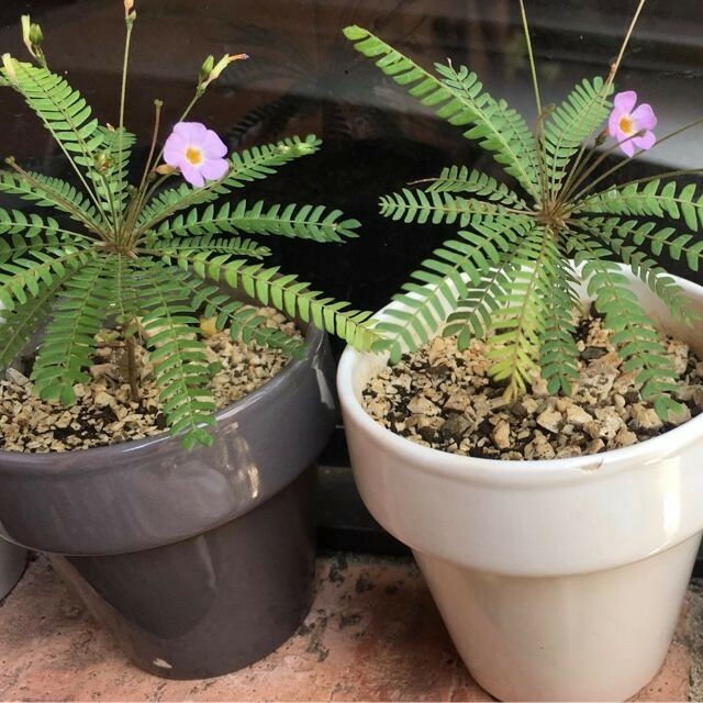 20 FRESH Biophytum Sensitivum Seeds, MOVING PLANT, rare sensitive plant seeds