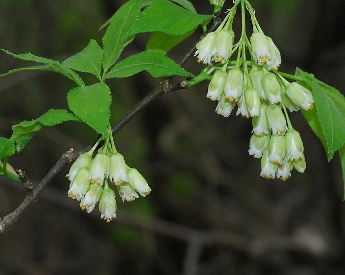 American Bladdernut (Staphylea trifolia) Seed Pack 15 Seeds Pennsylvania Ecotype