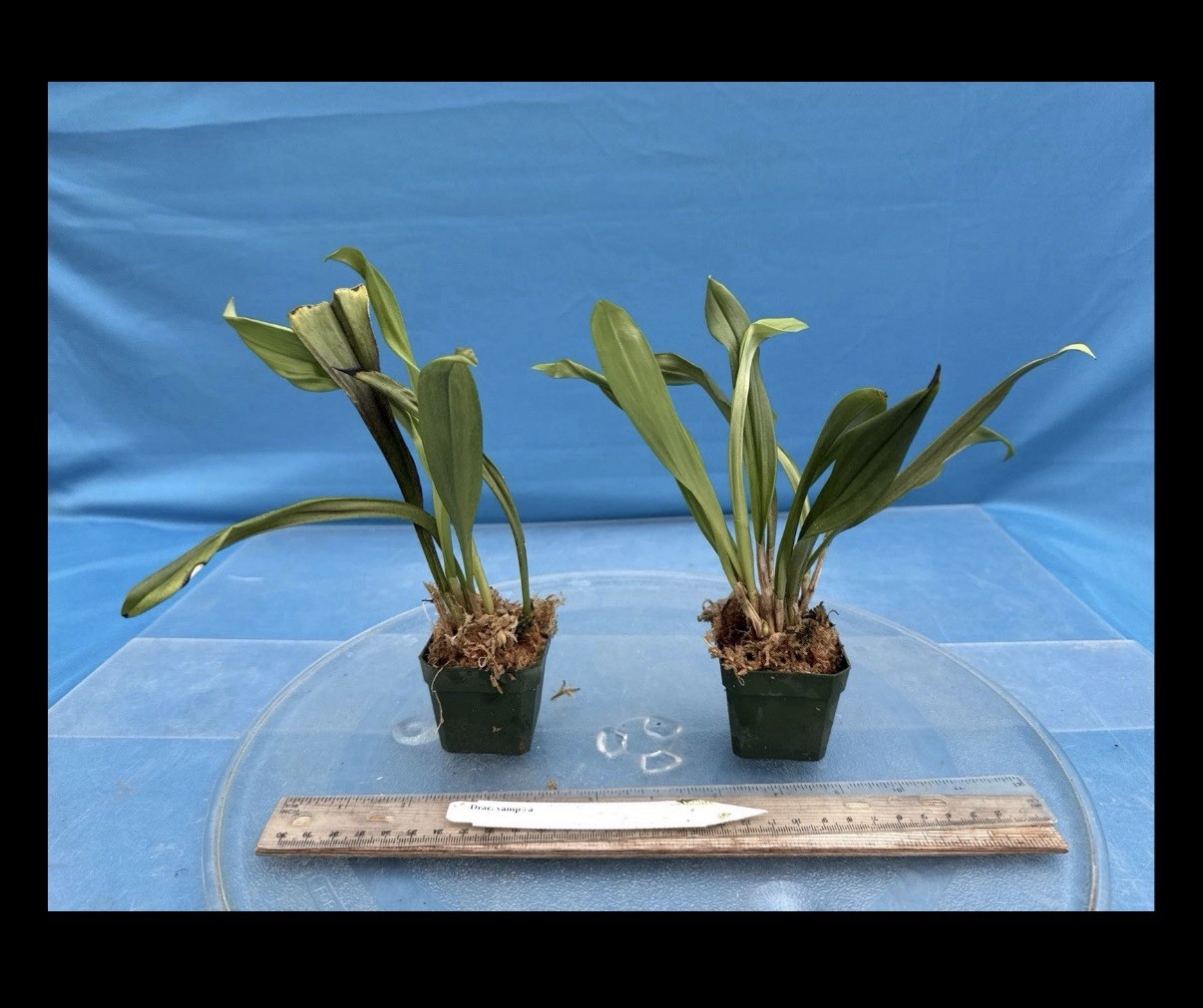 Dracula dalstroemii Red Ivory Bloom Size Orchid Species 1.5-2” Pot New Division