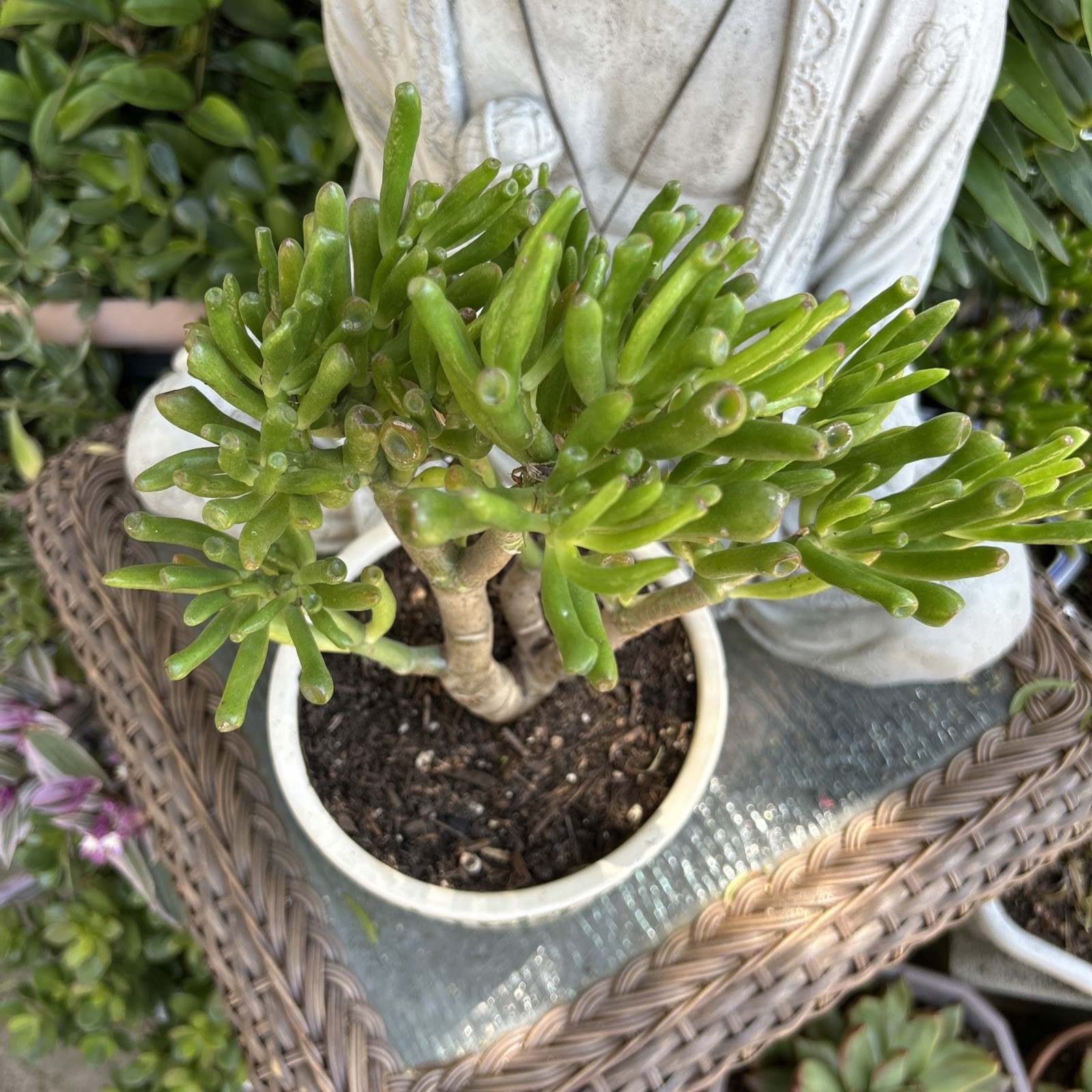 Hobbit Jade plant Crassula Ovata Gollum Jade plant 7” To 8” Tall