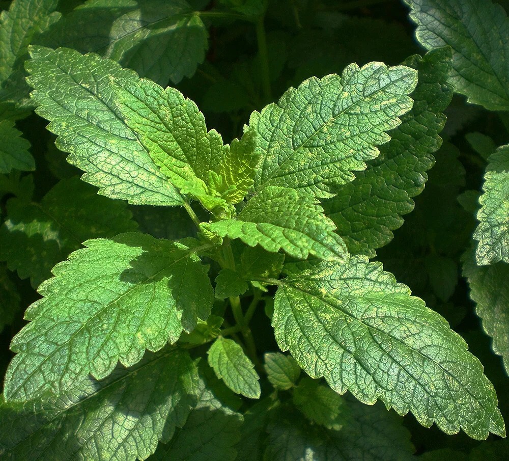 Organic Lemon Balm seeds (Melissa officinalis)