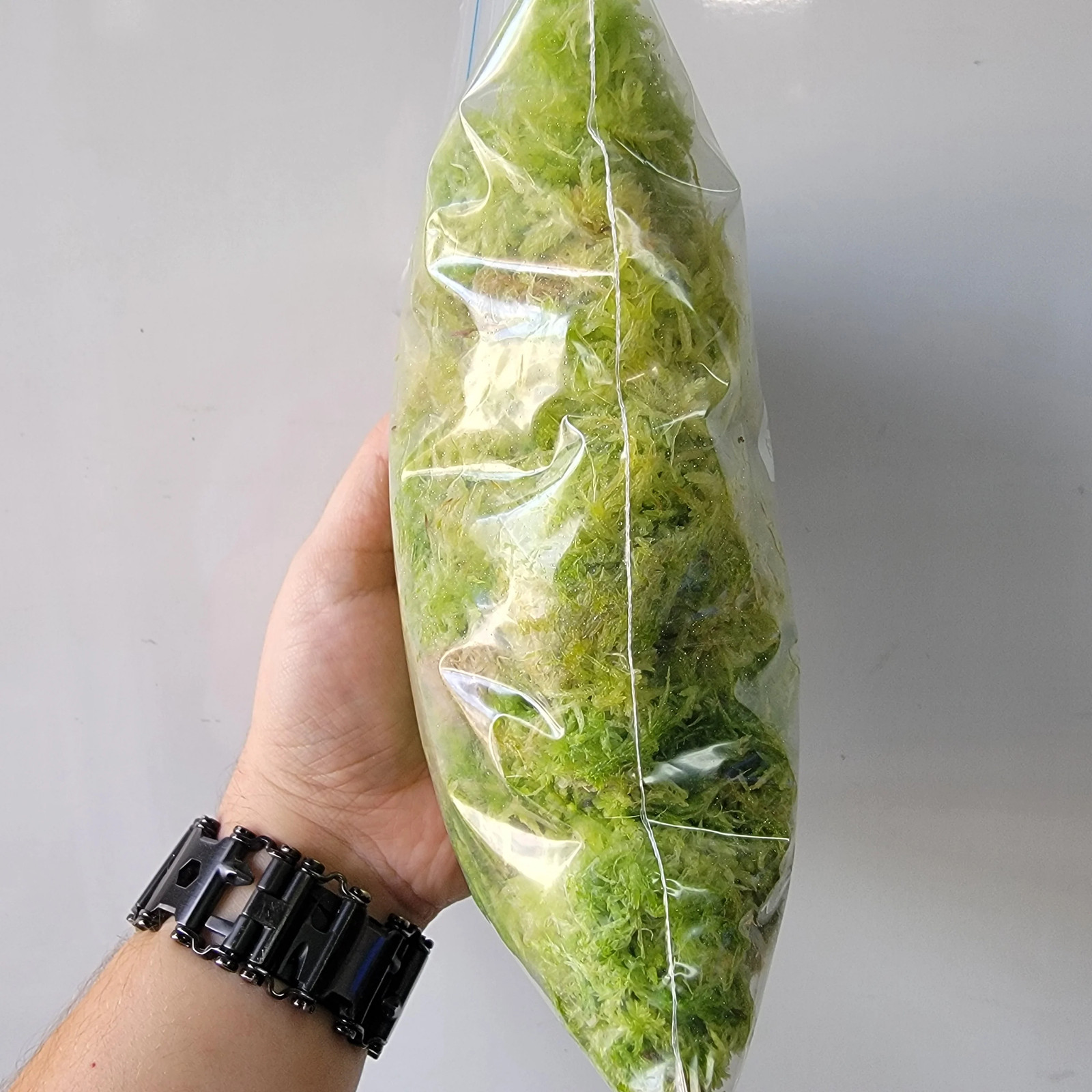 Tropical Sphagnum moss live 1 QT