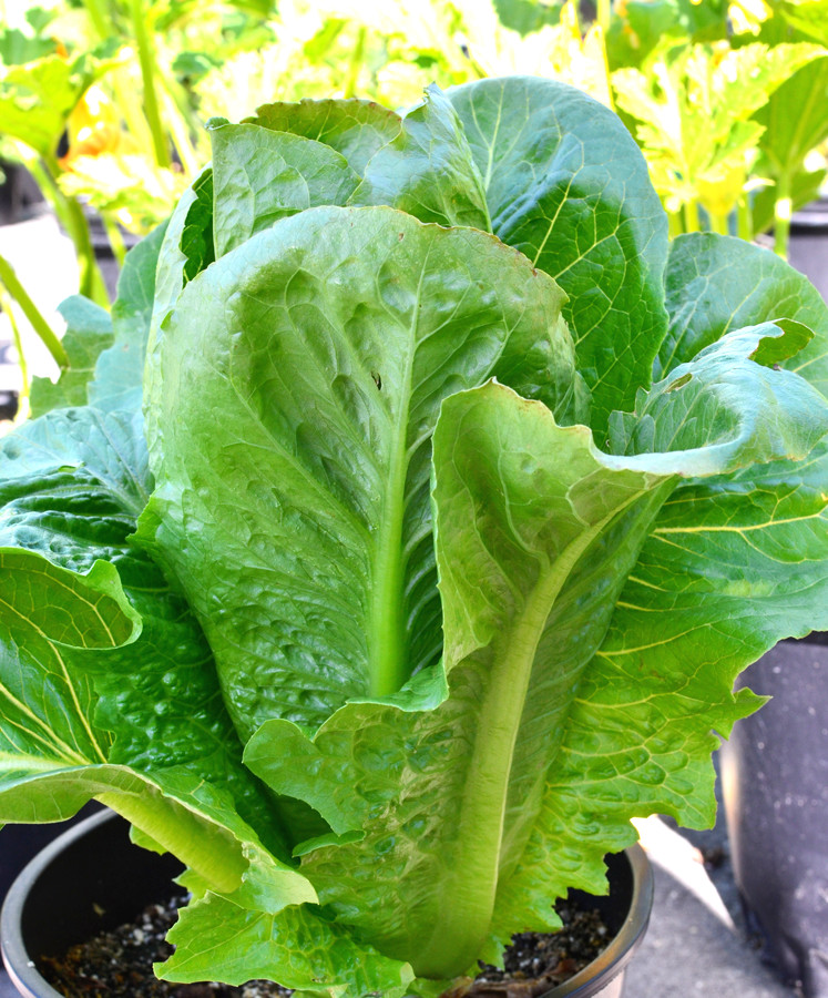 601+PARIS ISLAND Cos Romain LETTUCE Seeds Organic Spring Fall Garden Container