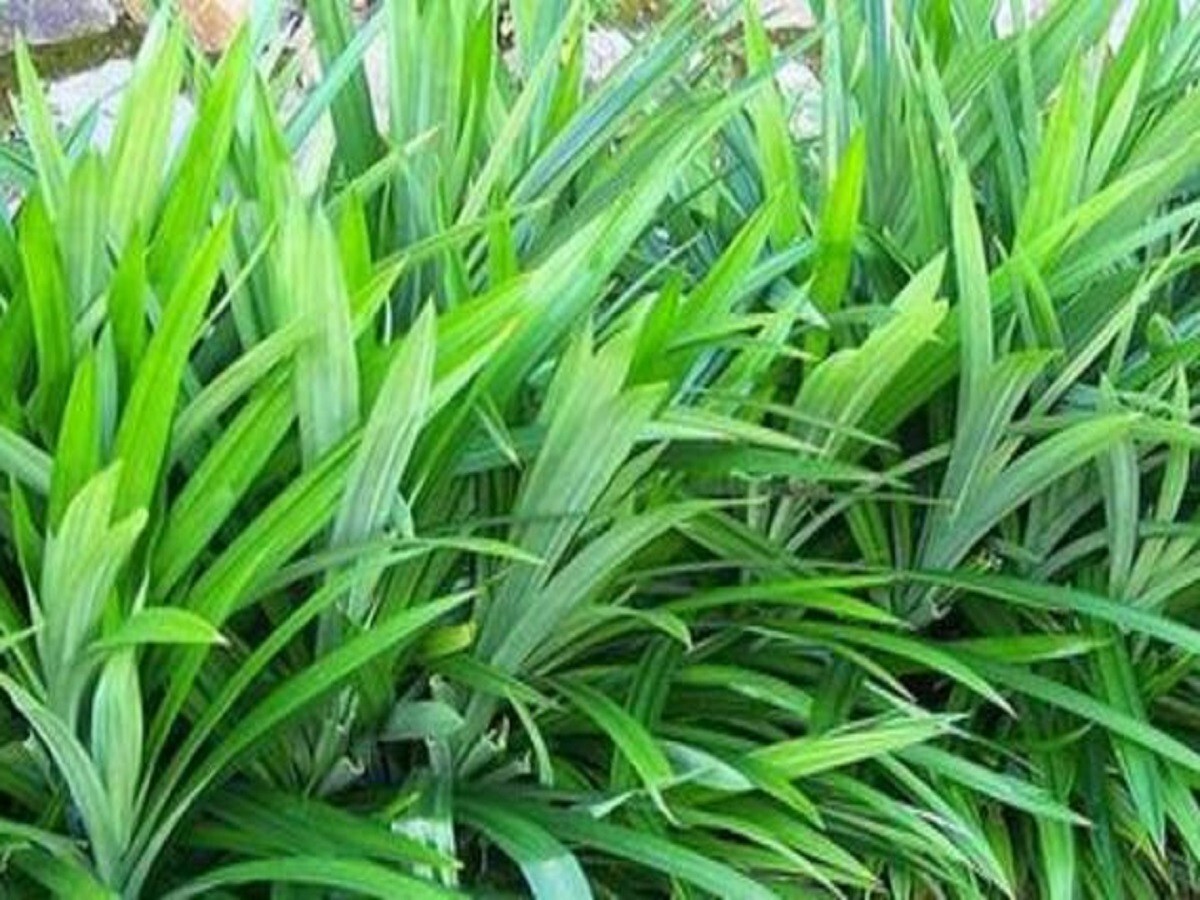 ~FRAGRANT PANDAN~ Pandanus Amaryllifolius UNIQUE SPICE rooted live Plant USA