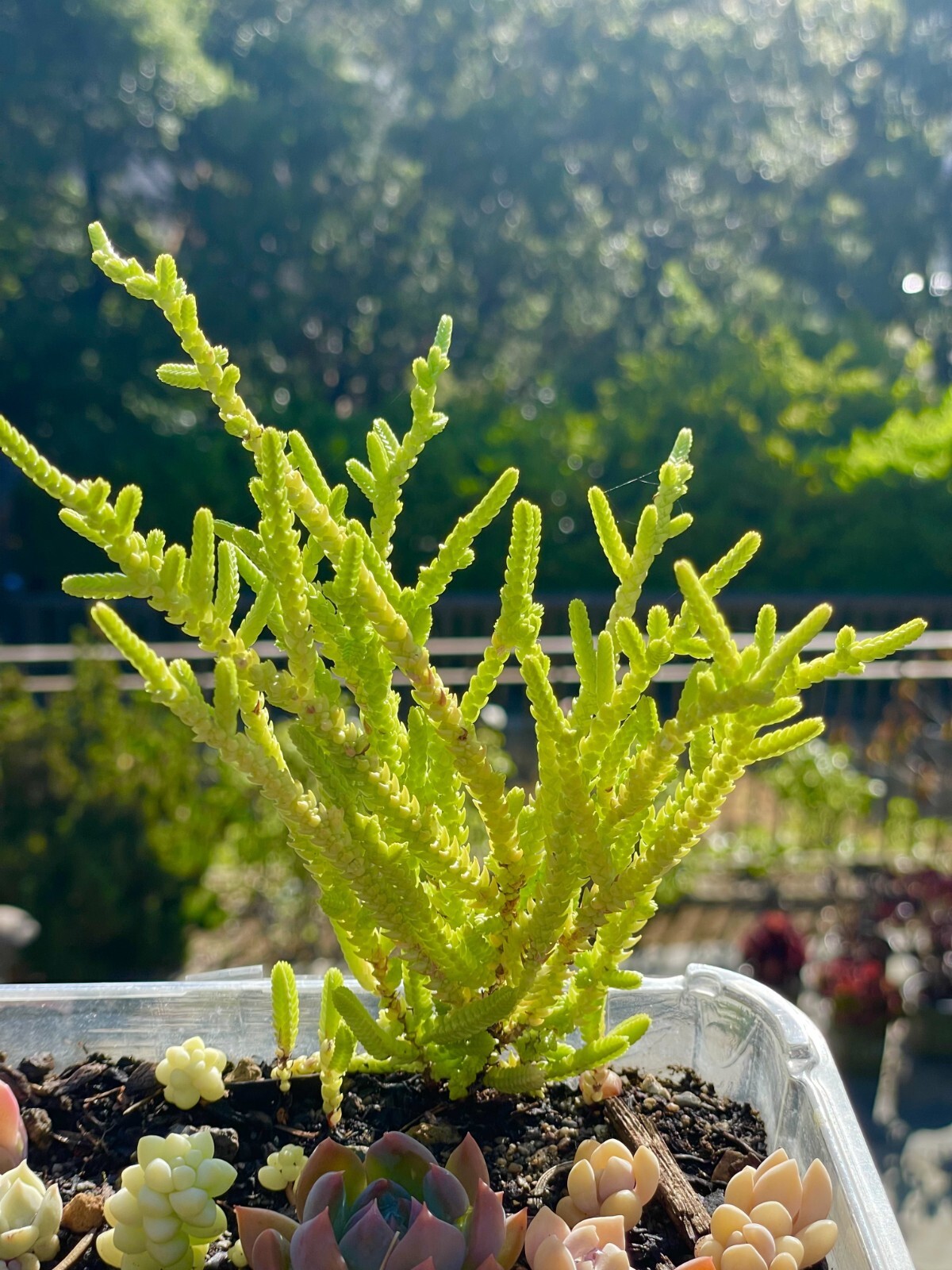 Rare Succulent Crassula Muscosa Watch Chain Fully Rooted Live Plant 3-4 Inches