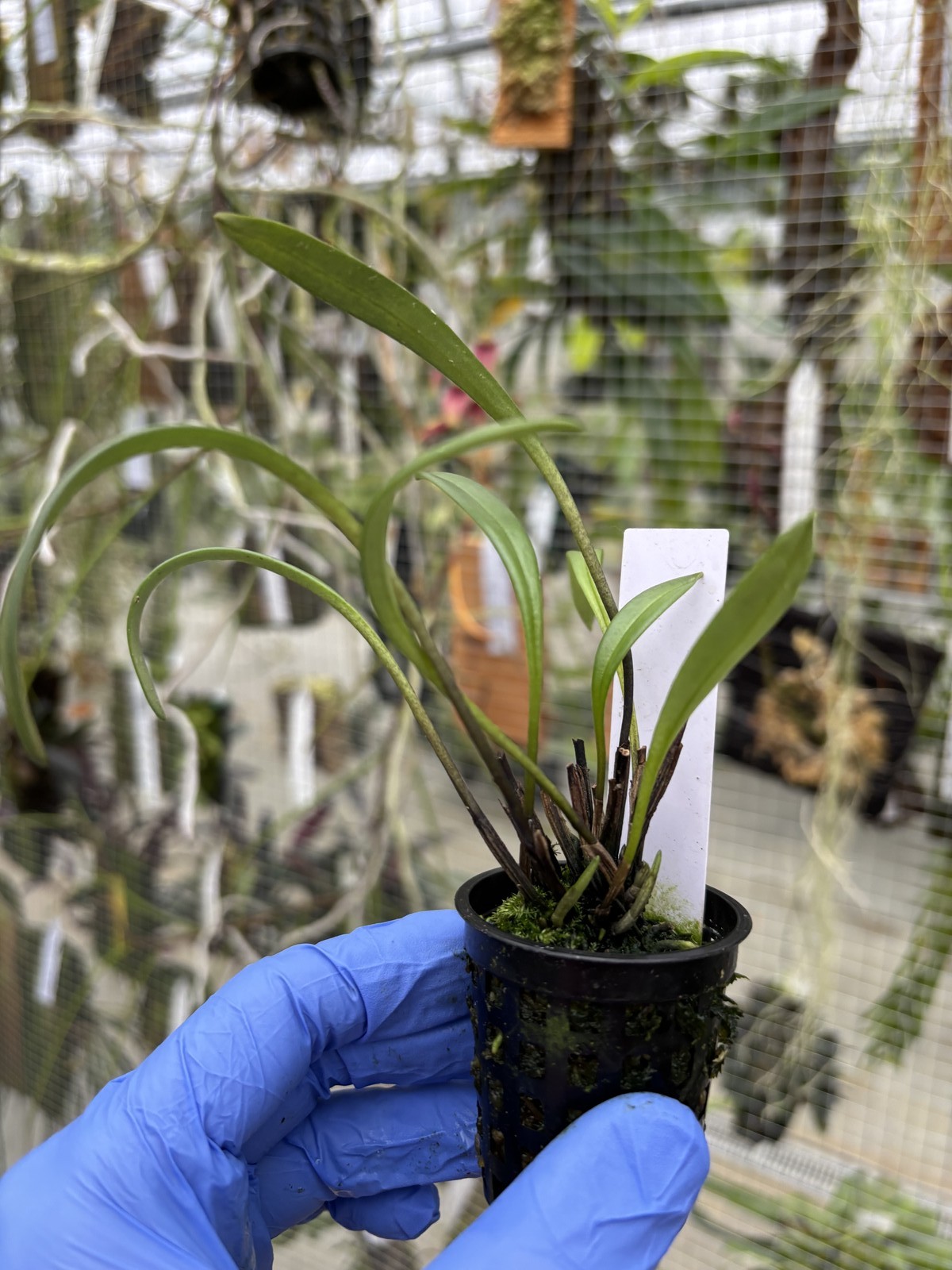 Masdevallia pileata rare orchid species bloom size miniature