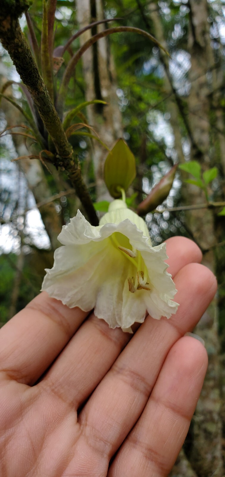 Parmentiera cereifera~Árbol de Vela~Candle Tree~Live Plant~ 10″ to 12″ inches