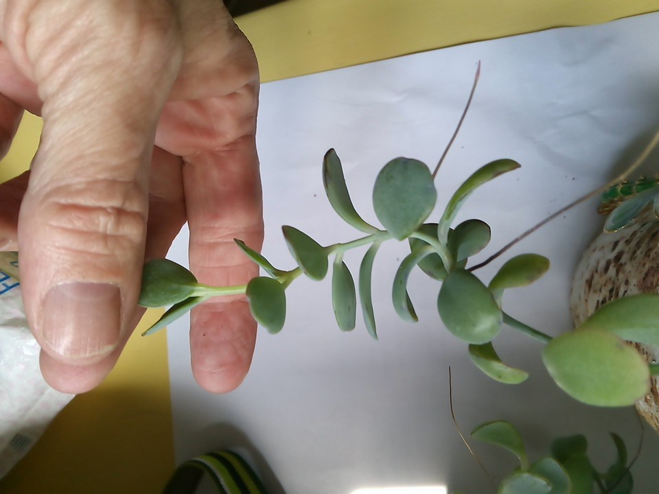 Flapjack Kalanchoe Succulent Paddle LIVE plant Cutting With Air Roots