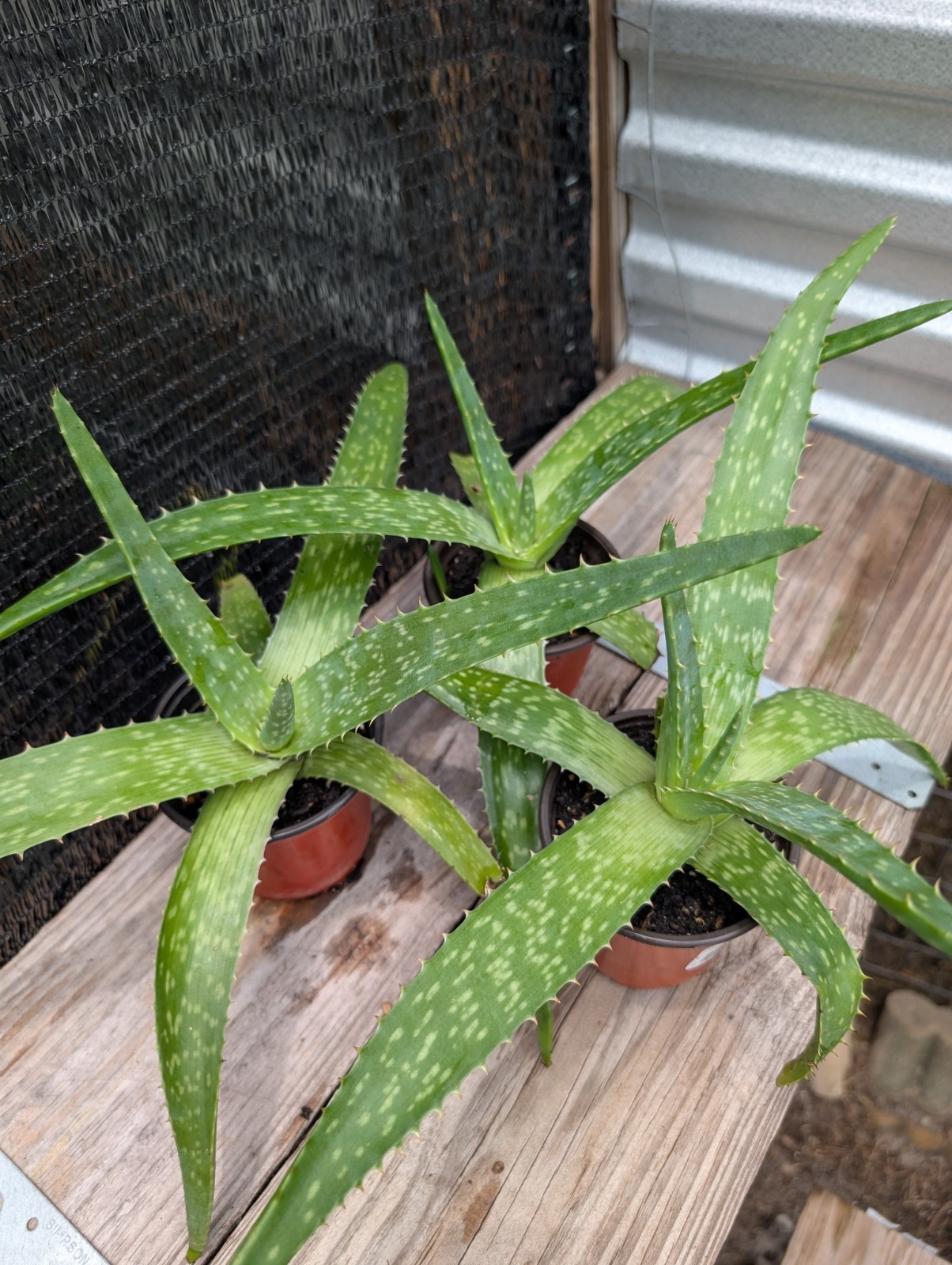 Coral Flowering Soap Aloe maculata Pollinator Plant Succulent 12″+ So Many Uses!
