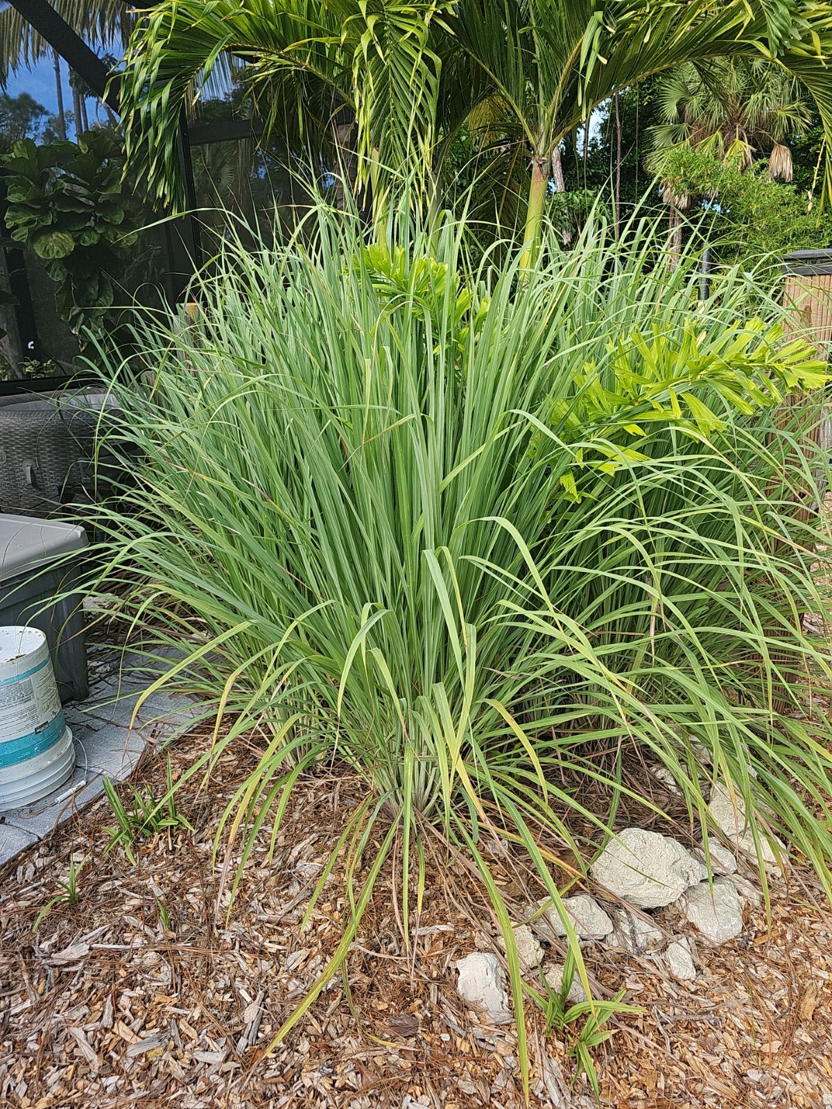 5 Lemongrass Stalks Plugs Live Cymbopogon Plant Healthy Herb Lemon Grass Organic