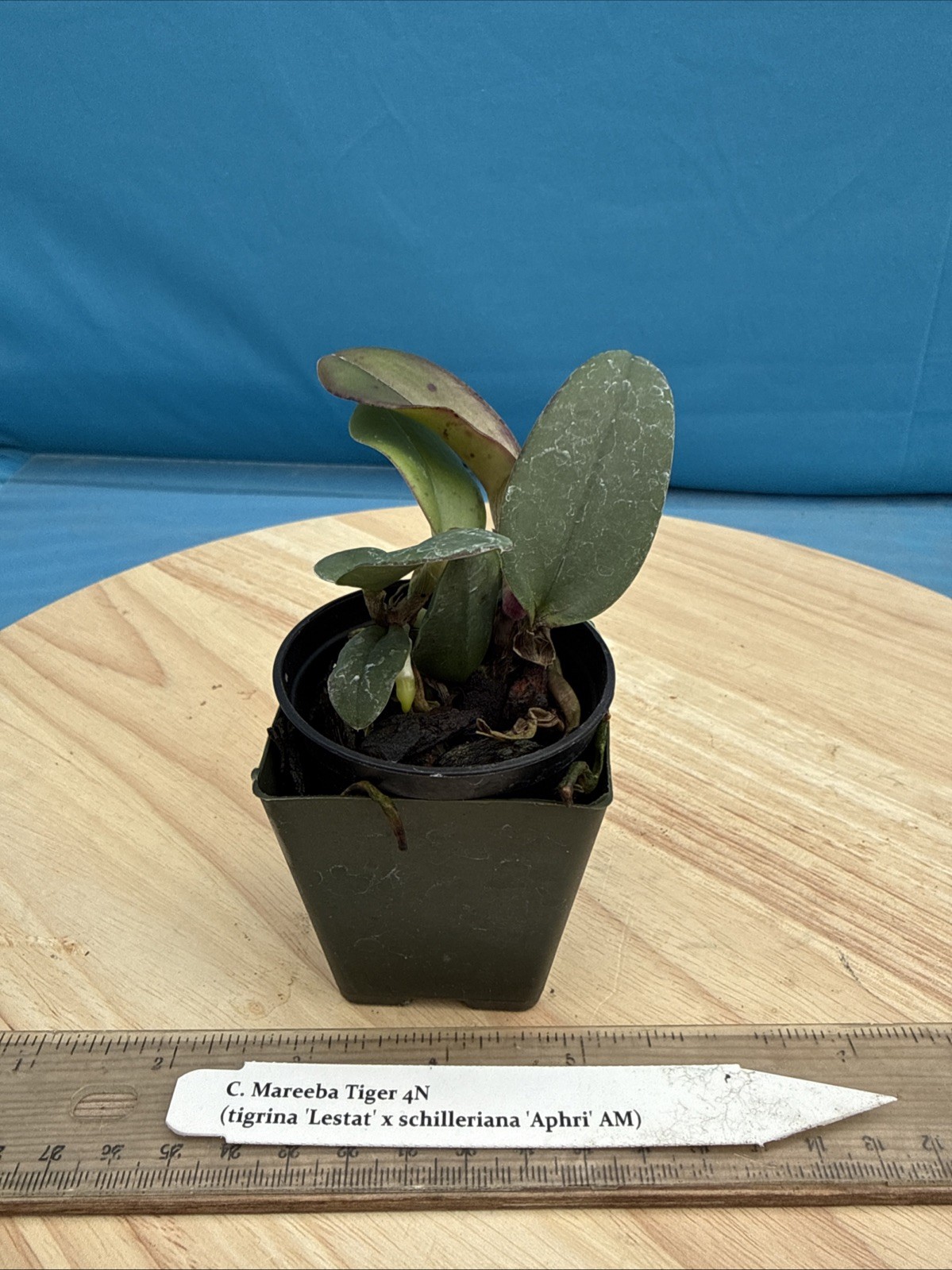 Cattleya Mareeba Tiger Fragrant Purple Pink Orchid Eros Seedling Hybrid 2” Pot