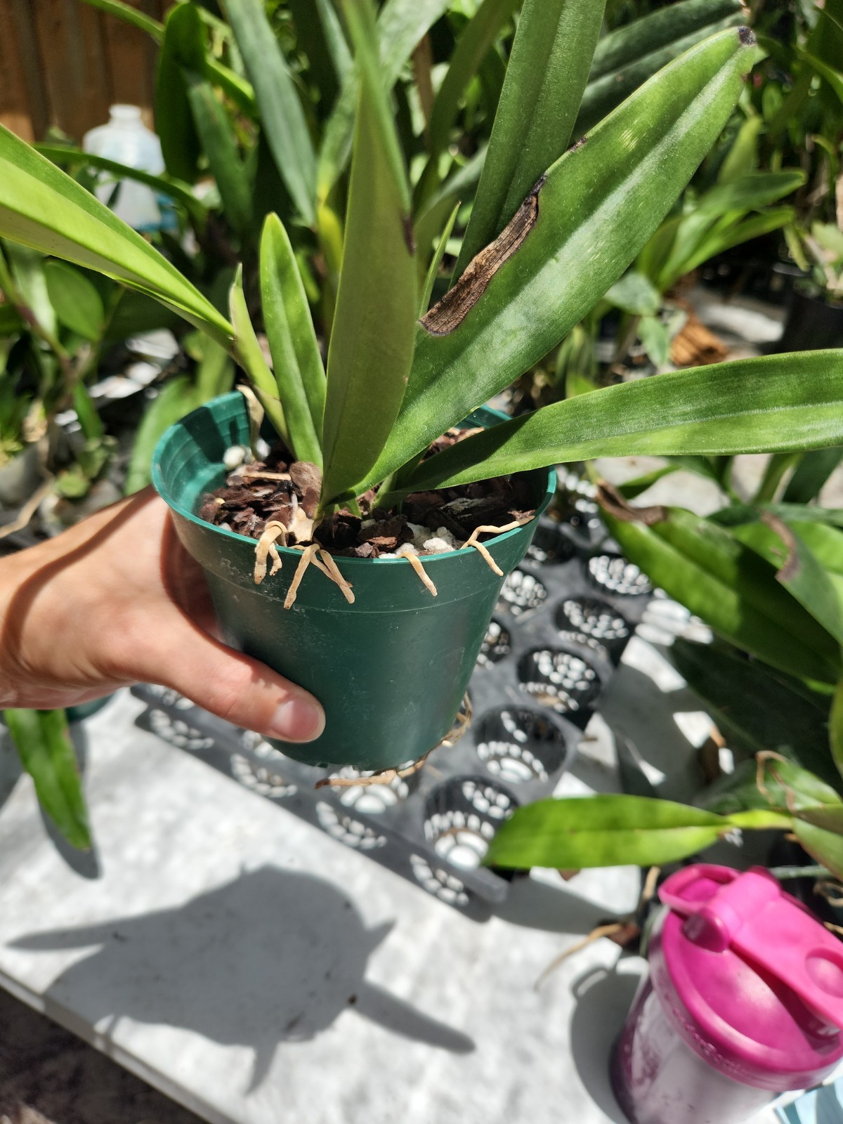Encyleyvola Amigo Edwin Blooming size Live Orchid hybrid Cattleya plant pink #1