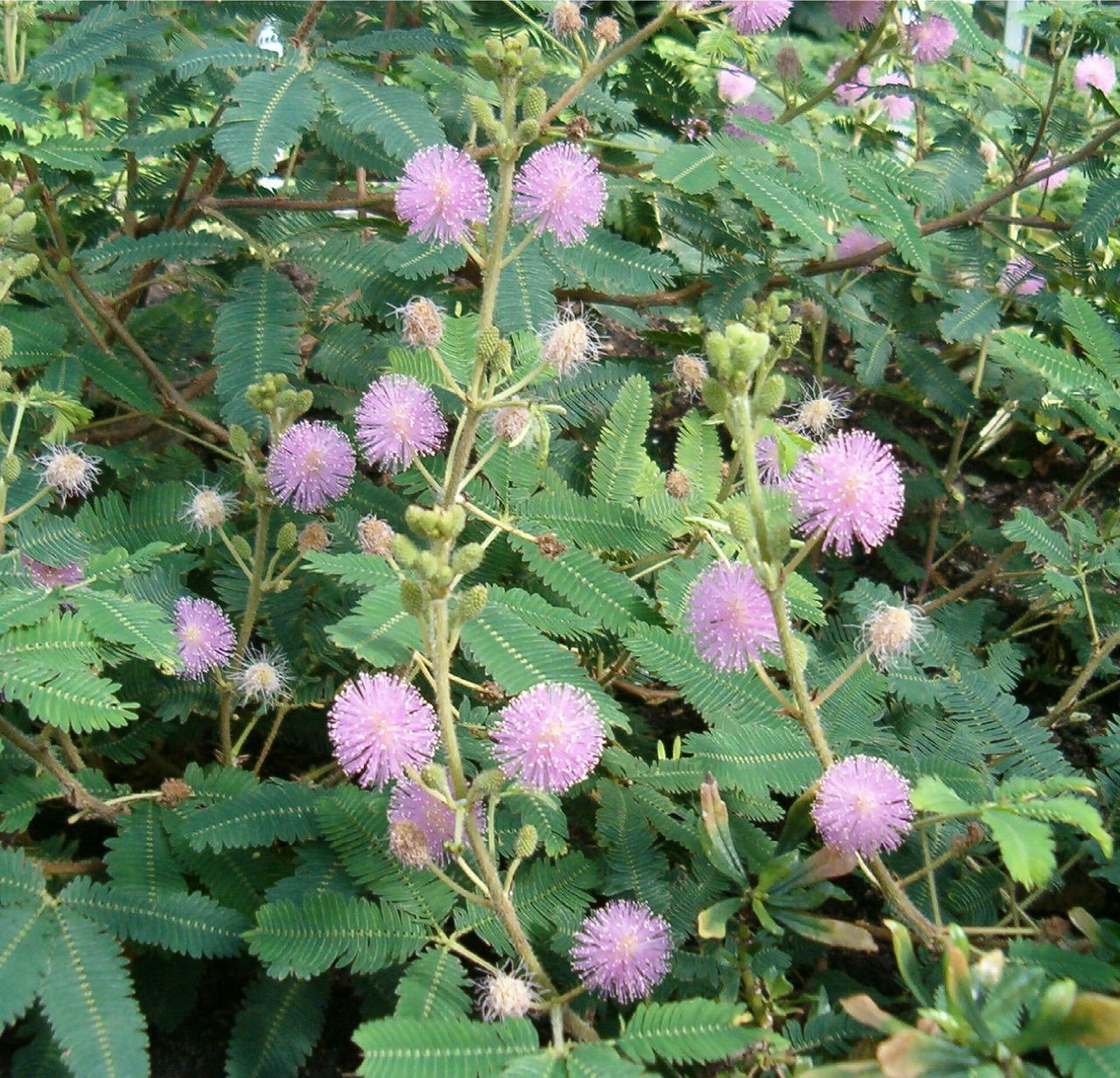 SENSITIVE PLANT Seeds BULK *FREE Shipping!* Mimosa pudica Herb Shy Plant Seeds