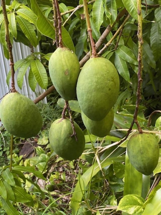 14 MO CARRIE MANGO TREE GRAFTED (MANGIFERA INDICA)