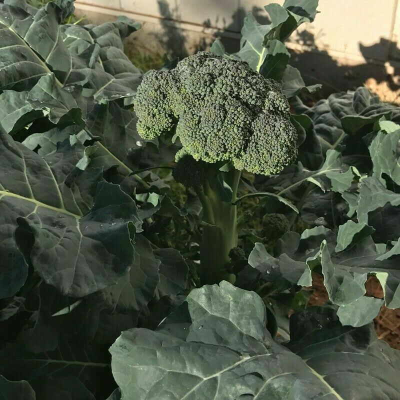 500 Organic Broccoli Seeds “De Cicco” Italian Heirloom – Non-GMO