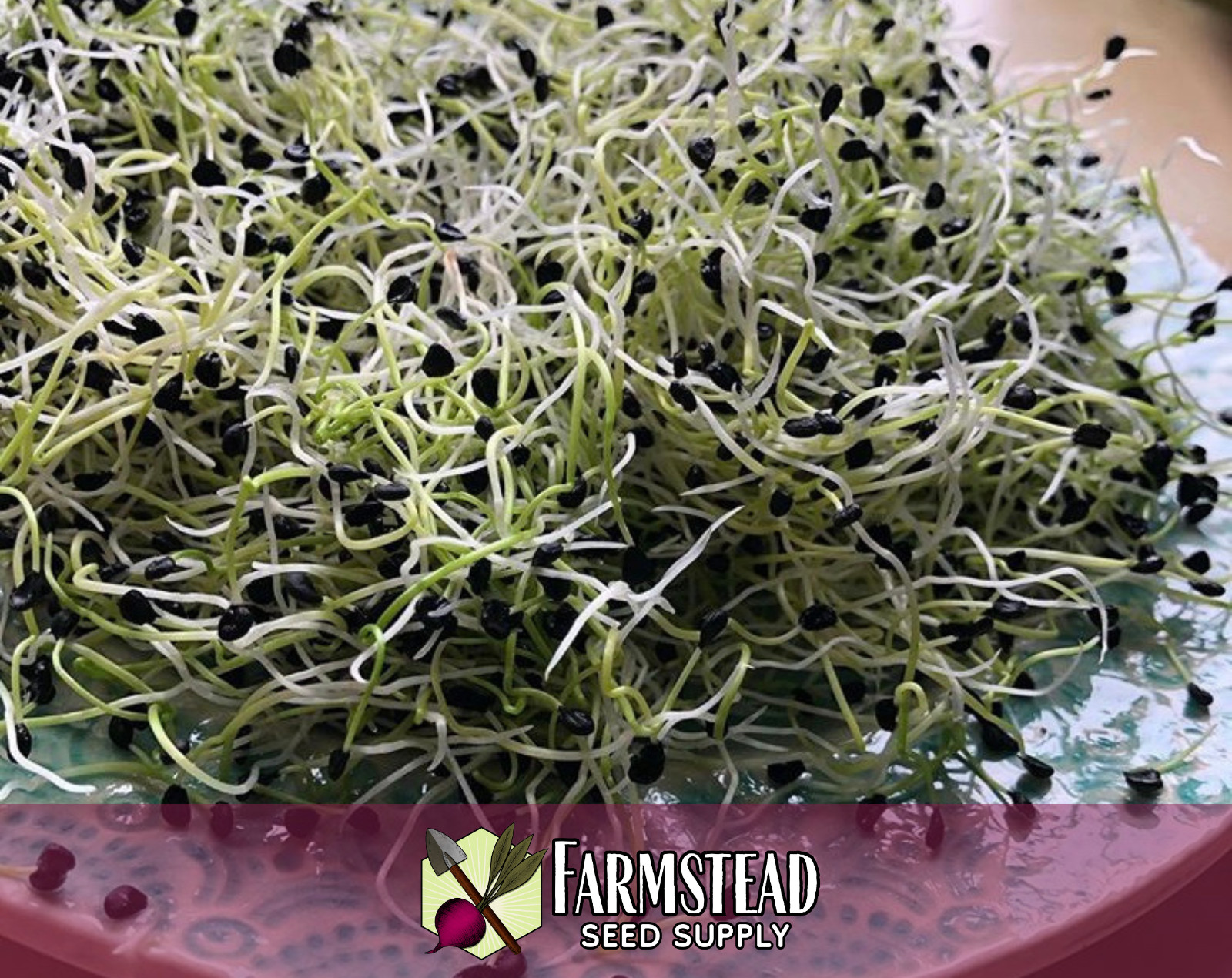1600+ Garlic Chive Seeds Vegetable & Herb Gardening, Heirloom, Non-GMO, USA