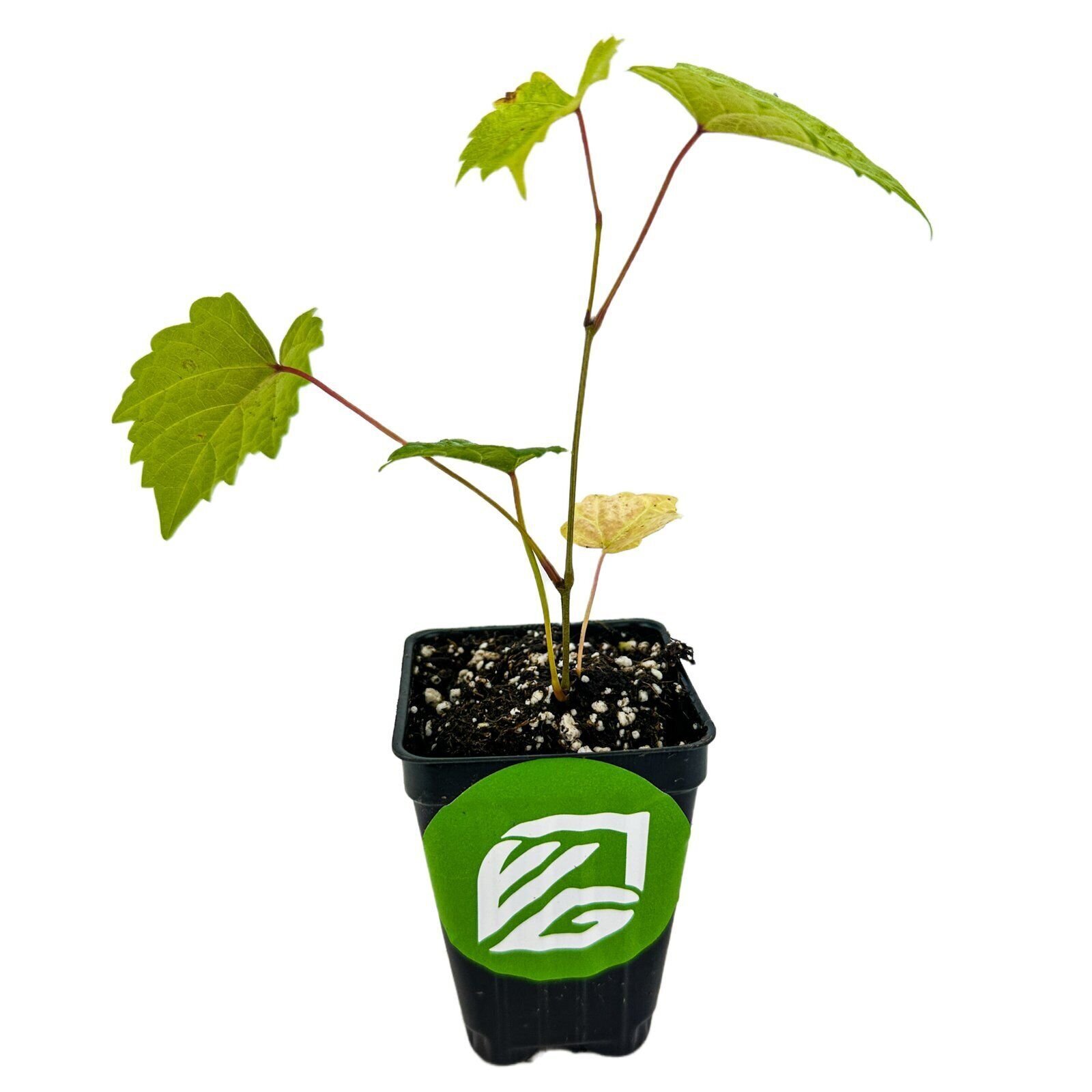 ‘Delicious’ Muscadine Grape Vine – Vitis rotundifolia – Live Plant