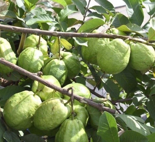 White Guava Starter Plant – 6-10in Tall – 4in Pot – Guava Tropical Fruit