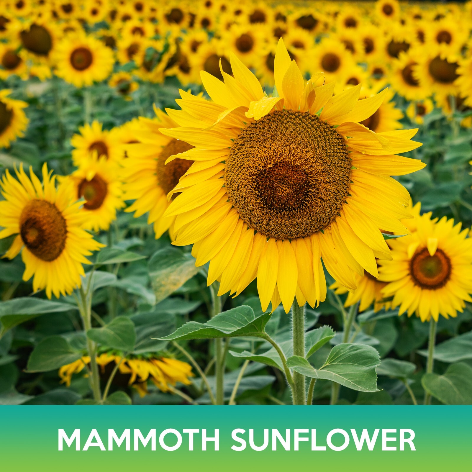 Mammoth Grey Stripe Sunflower Seed
