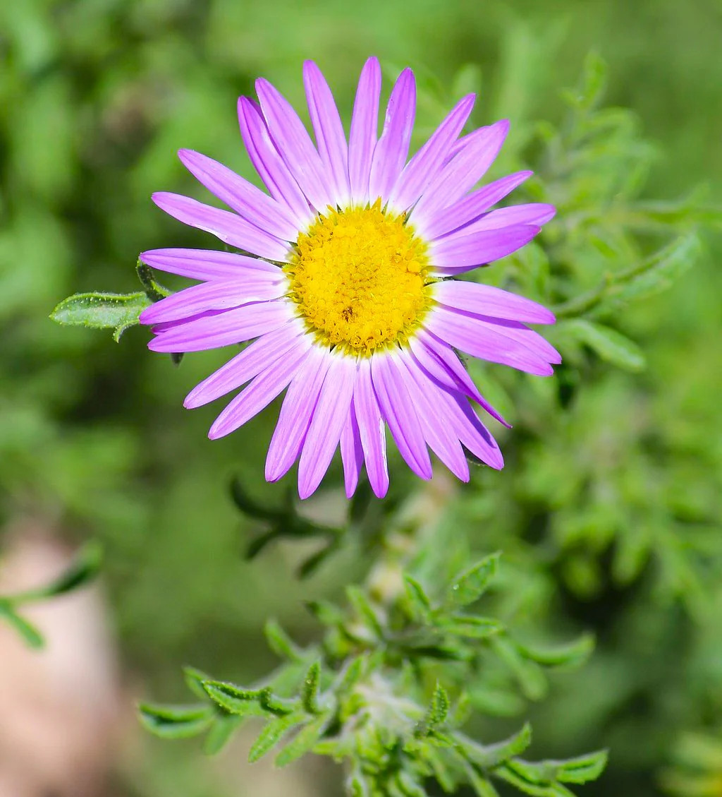 Tahoka Daisy Seeds | Purple Prairie Tansy Leaf Aster Wildflower Flower Seed 2025