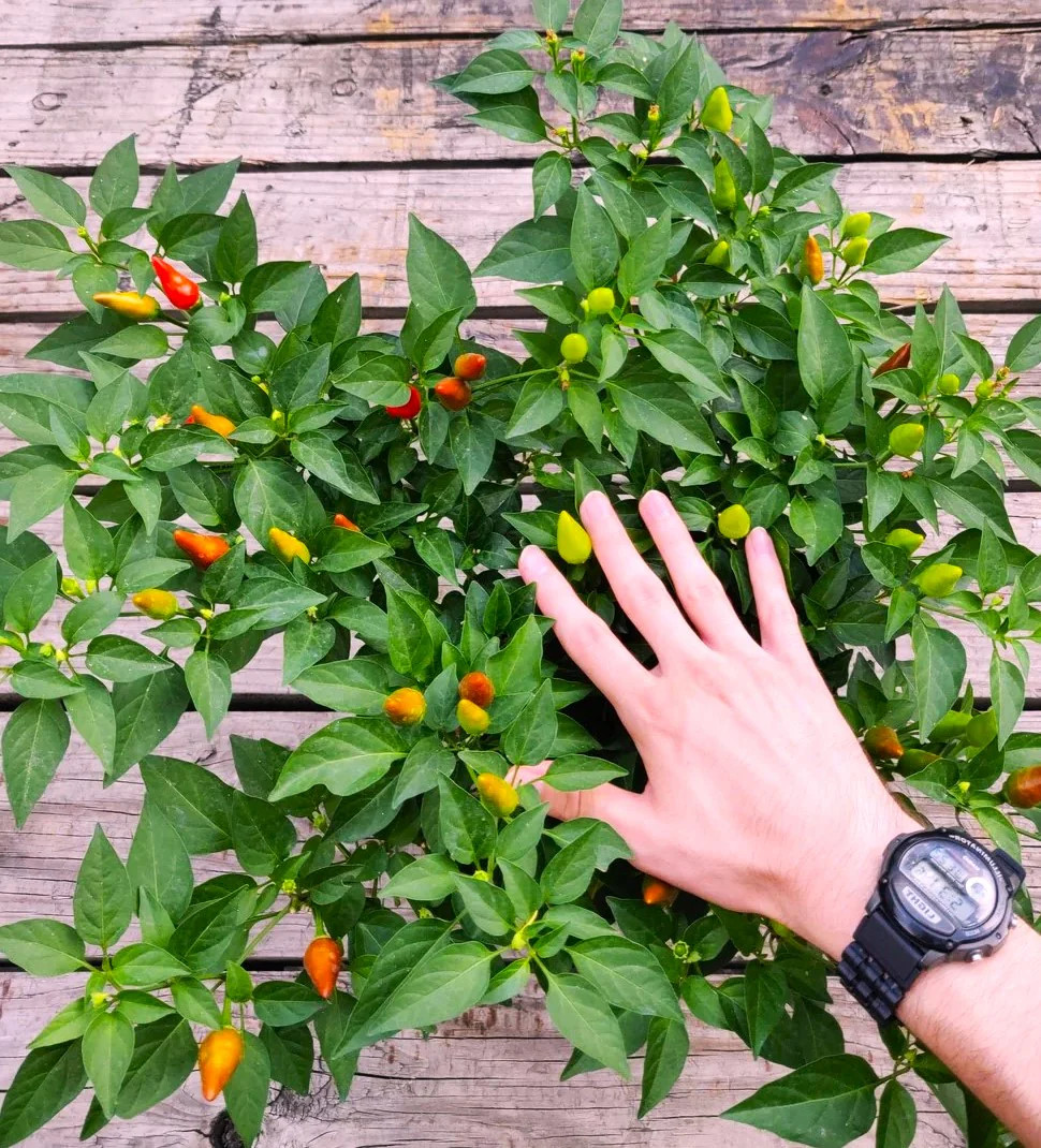 Tabasco Hot Pepper Seeds – For 2026 Planting 5,000 Scoville Spicy Red Green Hot