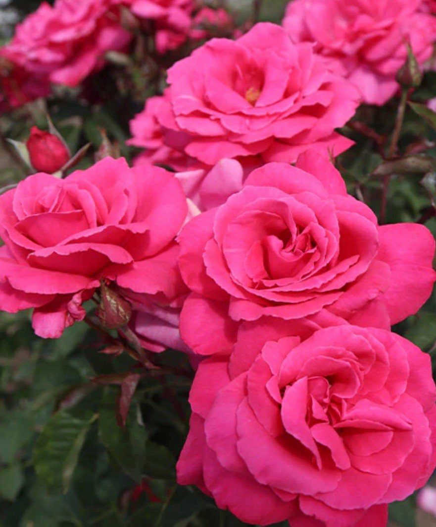 Electron Hybrid Tea Rose Bush!! Bare Root Live Starter Plant!!!