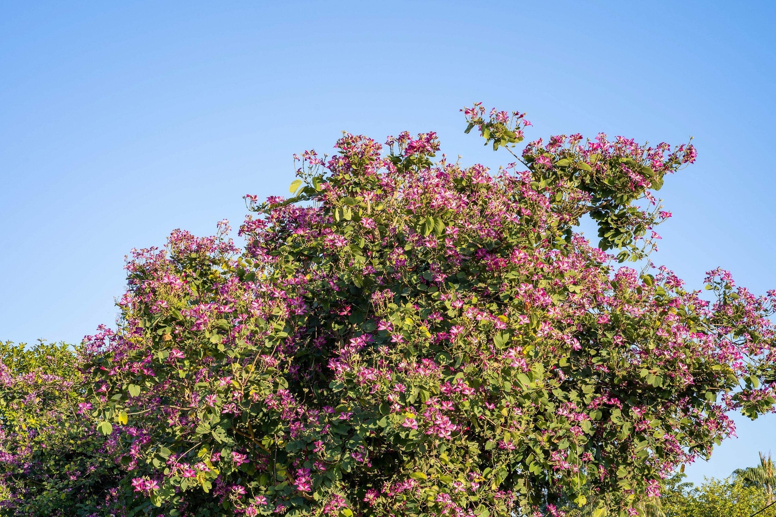 10 PURPLE ORCHID TREE Bauhinia Purpurea Camel’s Foot Butterfly Flower Tree Seeds