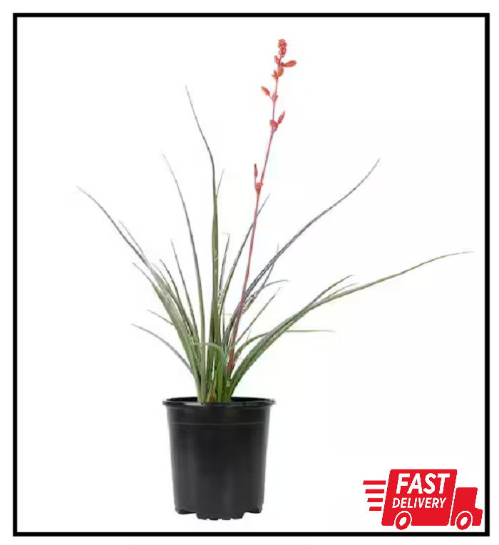1 Gal. Hesperaloe Parviflora Red Yucca Color Plant Free Ship NEW