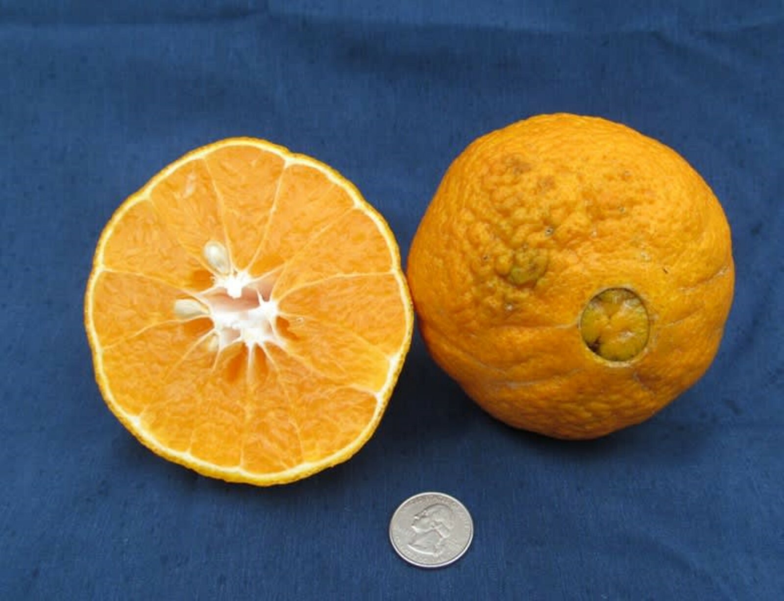 Florida only!! Shiranui Mandarin Tree, Dekopon, grafted, 26 – 30 inches