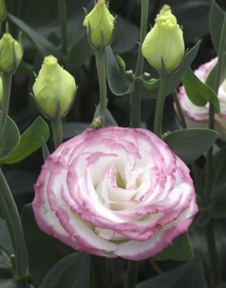 Echo Pink Picotee Lisianthus Plug Plant – 2-4″ Tall – Pink Edged Flowering Plant
