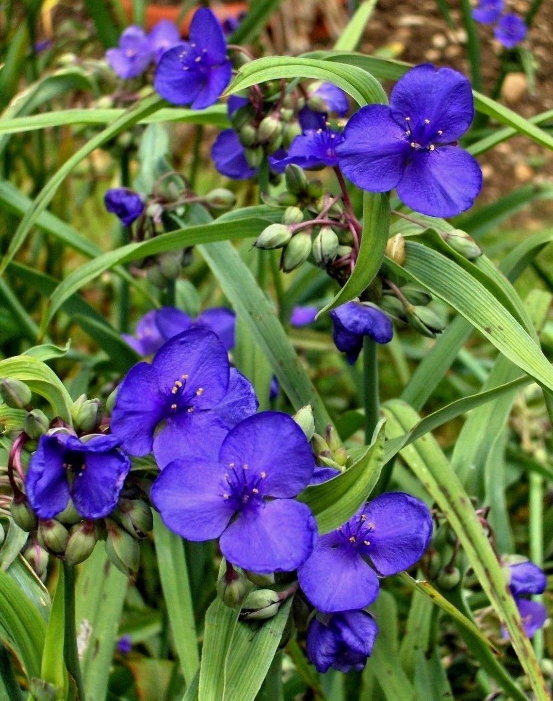 25 Spiderwort Tradescantia Plant Bare Root Rhizome Bulb Perennial Purple Flowers