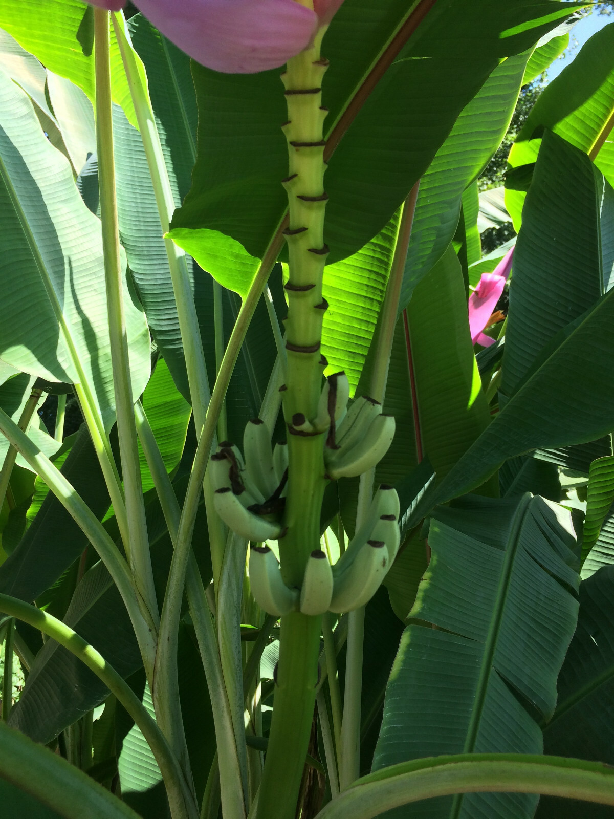 Winter Hardy North American Banana Tree -Beautiful,Fruiting,Homesteading,Organic