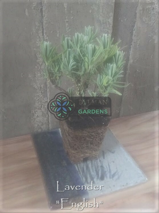 English Lavender Plant (Lavandula angustifolia) – Live Herb – Multiple Sizes