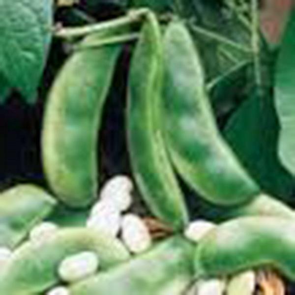 Lima Bean, Henderson Bush, NON Gmo, 100+ Seeds, Great Tasting and Healthy