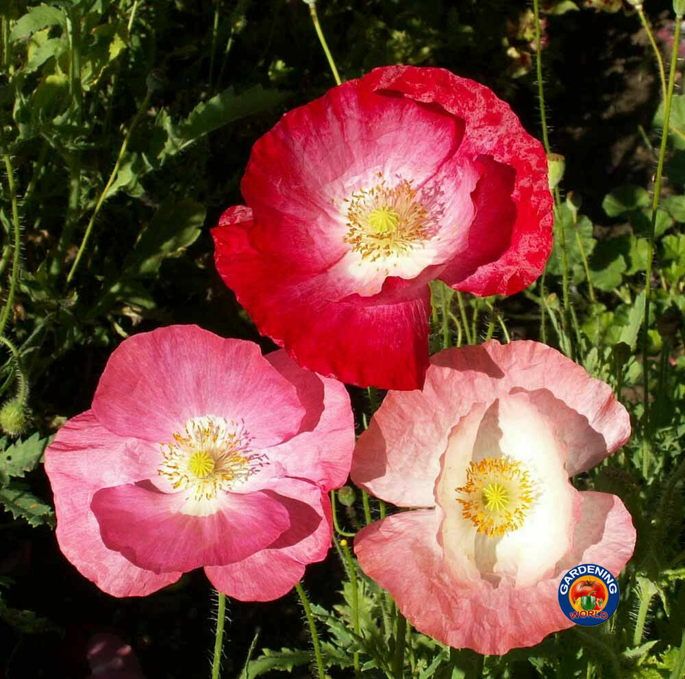 Papaver Corn Poppy Flower Seeds rhoeas Single Mixed (4000 to 198,000 SEEDS)