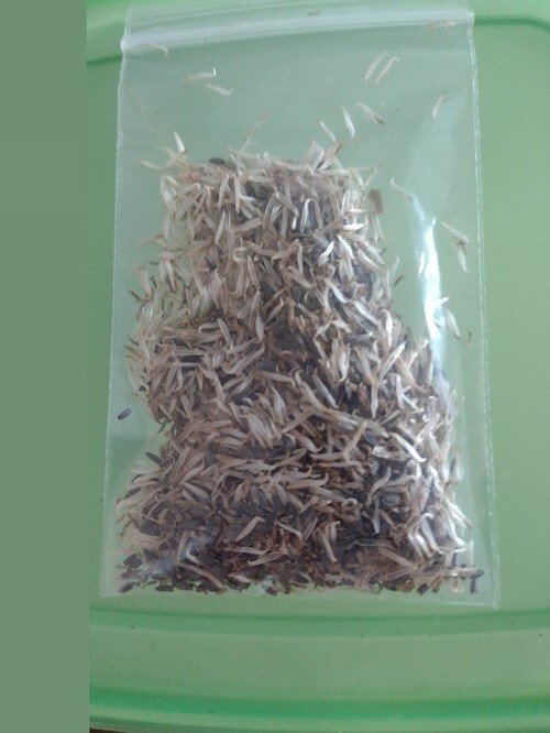 100+ PARACRESS organically grown SEEDS BUZZ BUTTONS TOOTHACHE PLANT .04oz