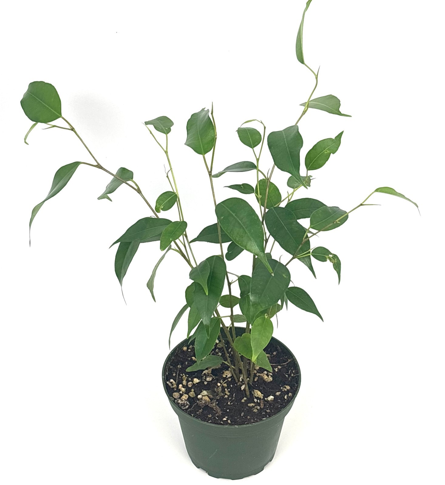 Ficus Benjamina House Plants, 4″ Pot 8-12″ Tall