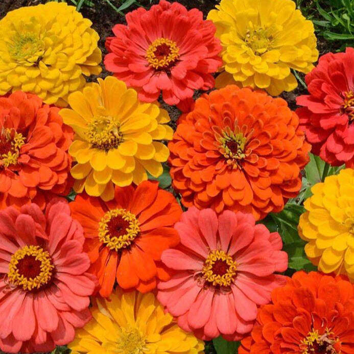 Fruity Beauty Zinnia Seeds 100+ Flower Elegans CUT FLOWERS USA FREE SHIPPING