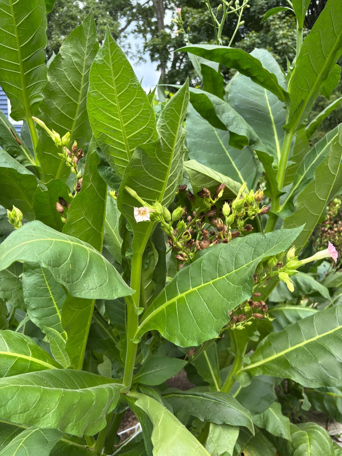 2,000 Tobacco Seeds – INDIANA GROWN! Organic, Heirloom, non-GMO